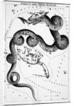 Constellations;Little Bear;Dragon;Engr by Anonymous