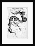 Constellations;Little Bear;Dragon;Engr by Anonymous