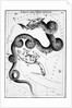 Constellations;Little Bear;Dragon;Engr by Anonymous