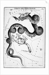 Constellations;Little Bear;Dragon;Engr by Anonymous