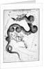 Constellations;Little Bear;Dragon;Engr by Anonymous