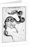 Constellations;Little Bear;Dragon;Engr by Anonymous