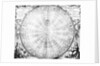 Drawing Of Round Copernican Solar System by Anonymous