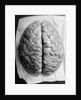 The Human Brain by Anonymous