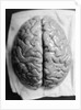 The Human Brain by Anonymous