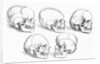 Vesalius' Engraving Of 6 Human Skulls by Anonymous