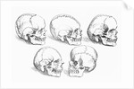Vesalius' Engraving Of 6 Human Skulls by Anonymous