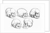 Vesalius' Engraving Of 6 Human Skulls by Anonymous