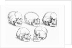 Vesalius' Engraving Of 6 Human Skulls by Anonymous