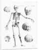 Full-Figure Skeleton Illus. W/Skulls by Anonymous