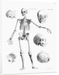 Full-Figure Skeleton Illus. W/Skulls by Anonymous