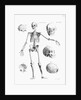 Full-Figure Skeleton Illus. W/Skulls by Anonymous