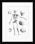 Full-Figure Skeleton Illus. W/Skulls by Anonymous