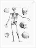 Full-Figure Skeleton Illus. W/Skulls by Anonymous