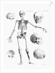Full-Figure Skeleton Illus. W/Skulls by Anonymous