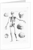 Full-Figure Skeleton Illus. W/Skulls by Anonymous