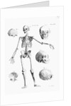 Full-Figure Skeleton Illus. W/Skulls by Anonymous