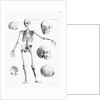Full-Figure Skeleton Illus. W/Skulls by Anonymous