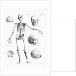 Full-Figure Skeleton Illus. W/Skulls by Anonymous