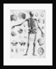 Anatomy:The Human Skeleton Frame by Anonymous