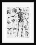 Anatomy:The Human Skeleton Frame by Anonymous