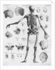 Anatomy:The Human Skeleton Frame by Anonymous