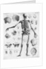 Anatomy:The Human Skeleton Frame by Anonymous