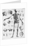 Anatomy:The Human Skeleton Frame by Anonymous
