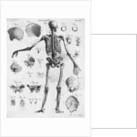Anatomy:The Human Skeleton Frame by Anonymous