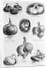 Eight Varieties Of Onion - 1800'S Woodcut by Anonymous
