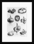 Eight Varieties Of Onion - 1800'S Woodcut by Anonymous