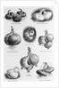 Eight Varieties Of Onion - 1800'S Woodcut by Anonymous