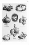 Eight Varieties Of Onion - 1800'S Woodcut by Anonymous
