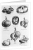 Eight Varieties Of Onion - 1800'S Woodcut by Anonymous