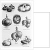 Eight Varieties Of Onion - 1800'S Woodcut by Anonymous