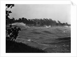 Rough Water and Blowing Palm Trees by Anonymous