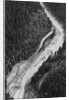Aerial Flood Of Road Surrounded By Trees by Anonymous