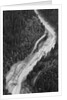 Aerial Flood Of Road Surrounded By Trees by Anonymous