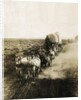 Covered Wagons on the Plains Going West by Anonymous