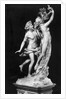 Bernini's Sculpture Apollo and Daphne by Anonymous