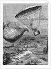 M. Garnerin In A Parachute,Illustration by Anonymous