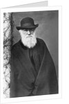 Charles Darwin by Anonymous