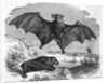 Illustration Flying and Resting Bat by Anonymous
