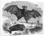 Illustration Flying and Resting Bat by Anonymous
