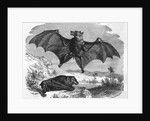 Illustration Flying and Resting Bat by Anonymous