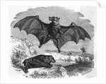 Illustration Flying and Resting Bat by Anonymous