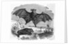 Illustration Flying and Resting Bat by Anonymous