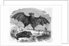 Illustration Flying and Resting Bat by Anonymous