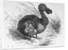 Engraving of a Dodo Bird by Anonymous