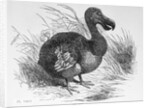 Engraving of a Dodo Bird by Anonymous